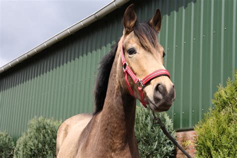 paarden te koop tweedehands.